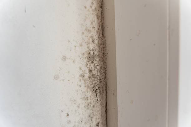 Best Mold Odor Removal Services  in USA